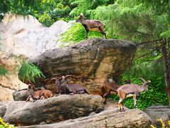 金沢自然動物公園