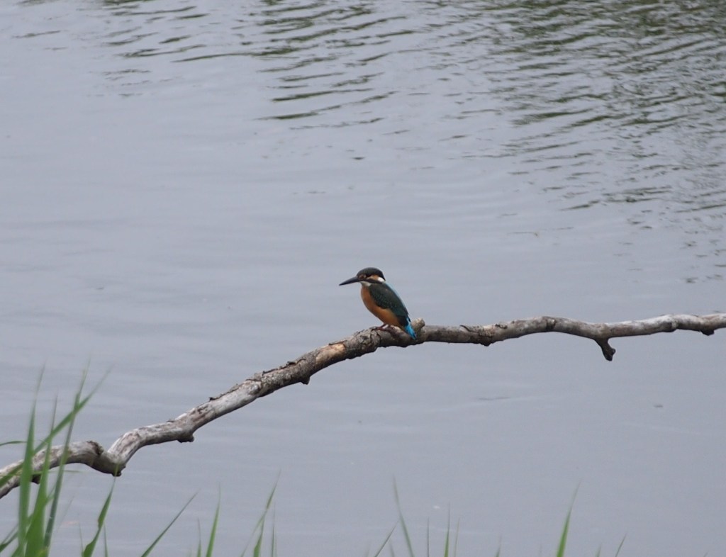 自宅前の公園