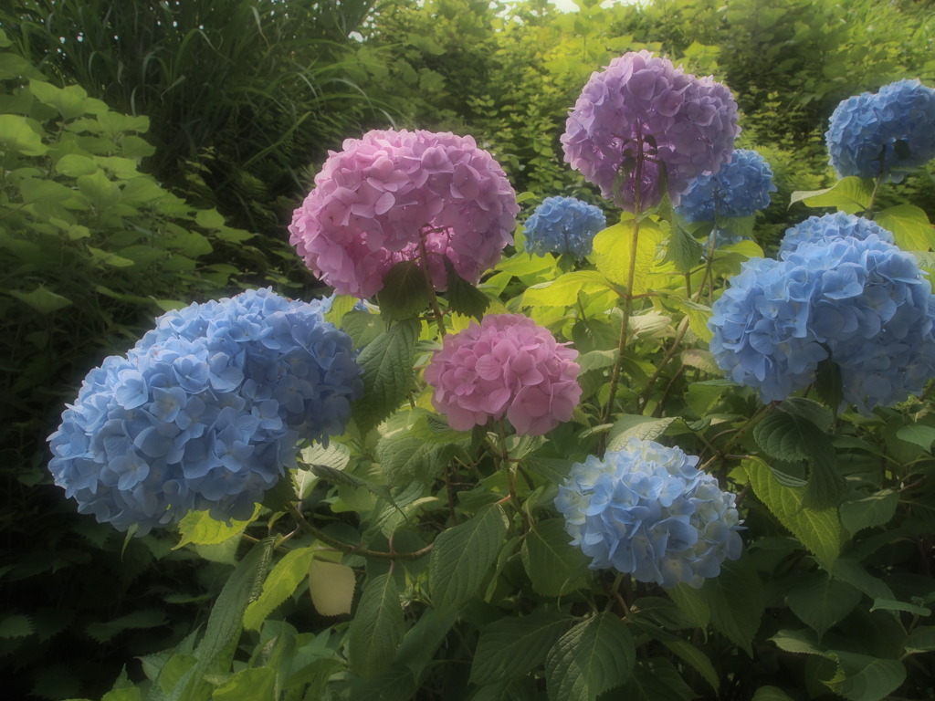 鎌倉の紫陽花