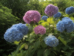 鎌倉の紫陽花