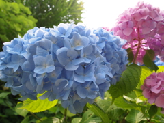 鎌倉の紫陽花