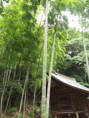 涼しさを求めて