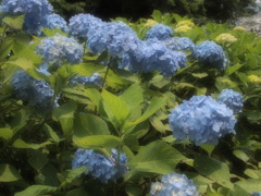 鎌倉の紫陽花