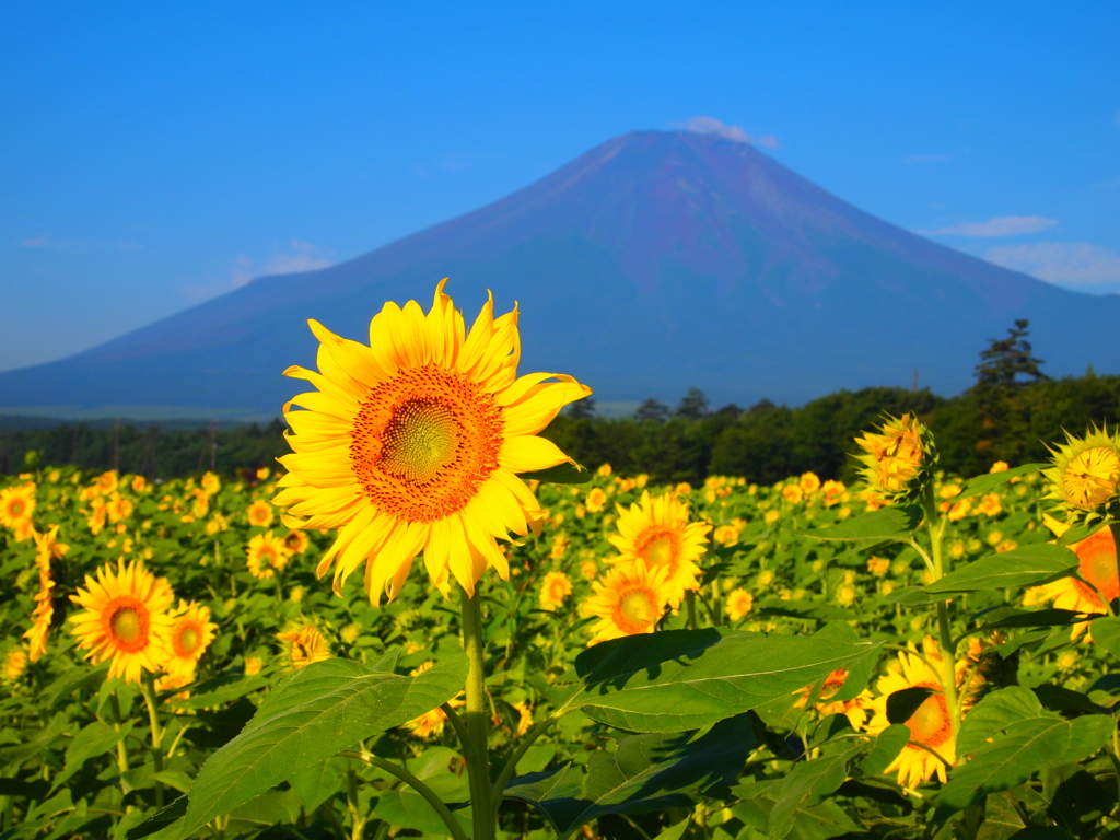 夏どまんなか