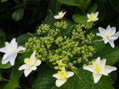 鎌倉の紫陽花