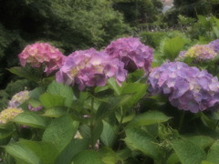 鎌倉の紫陽花