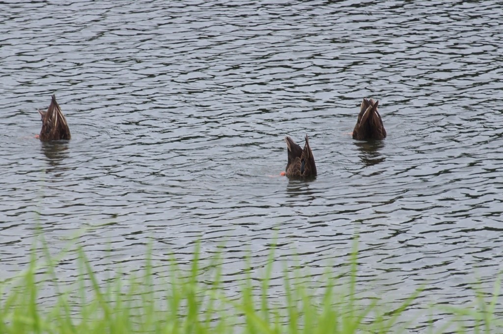 自宅前の公園