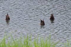 自宅前の公園