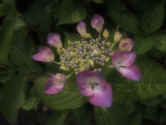 鎌倉の紫陽花