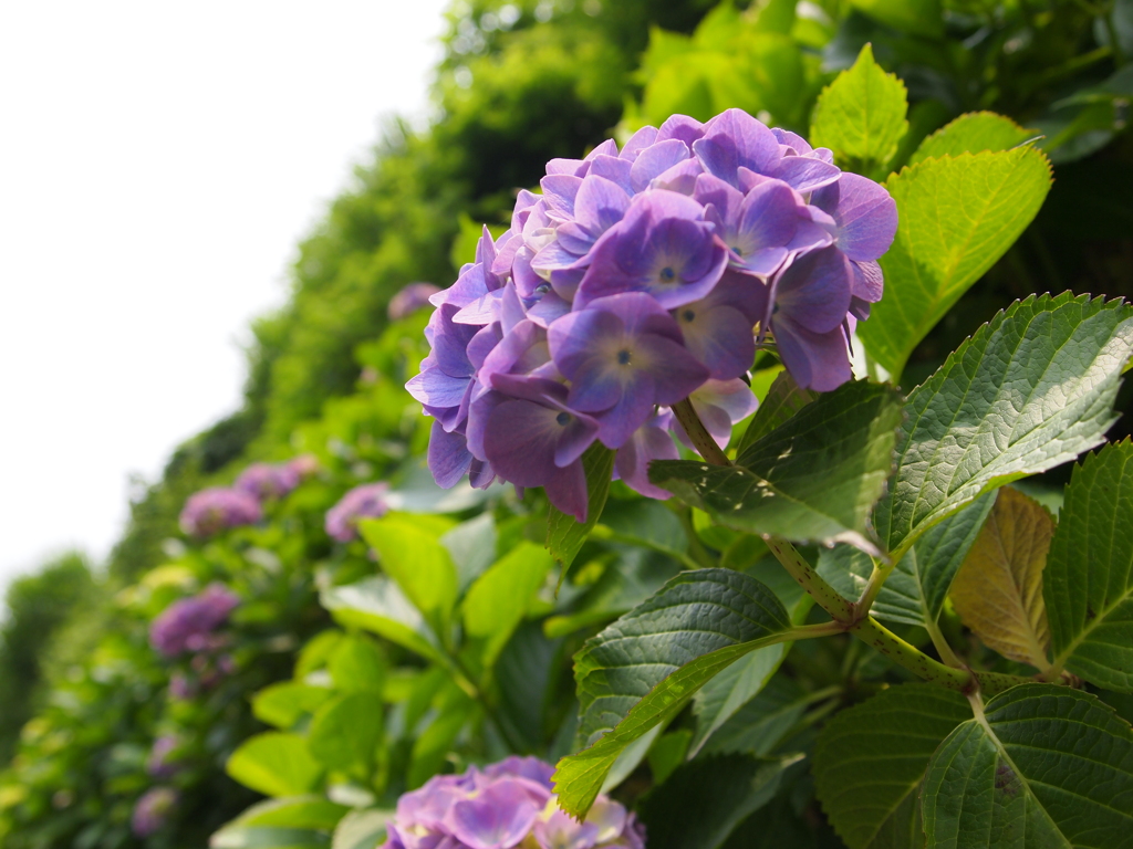 鎌倉の紫陽花