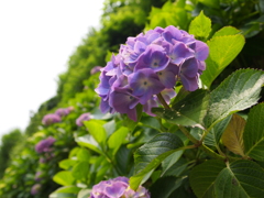 鎌倉の紫陽花