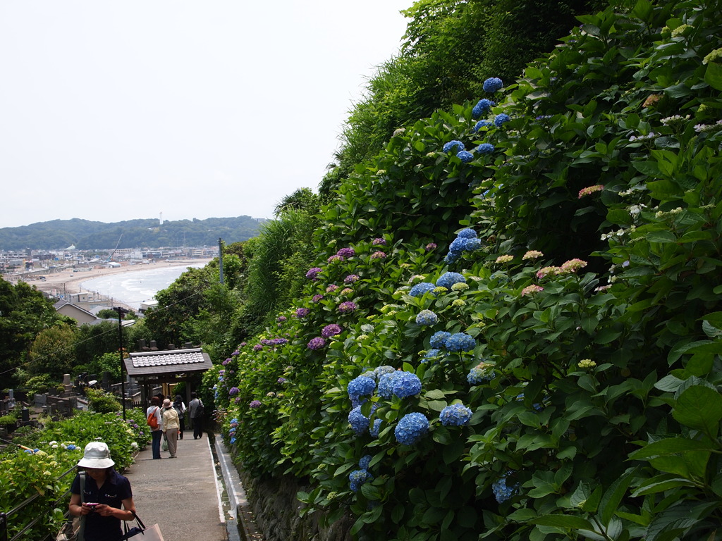鎌倉の紫陽花