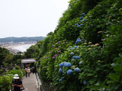 鎌倉の紫陽花