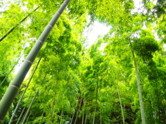 涼しさを求めて