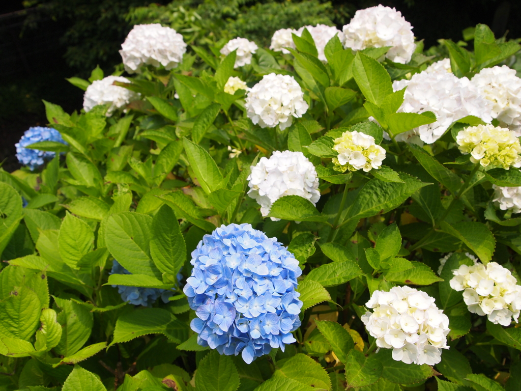 鎌倉の紫陽花