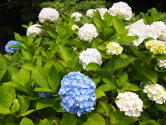 鎌倉の紫陽花