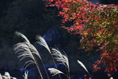 鳩ノ巣渓谷2020-1
