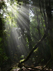 亜熱帯雨林の木もれ日
