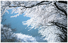 雪桜