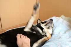 黒柴こまめ 日曜日の朝１