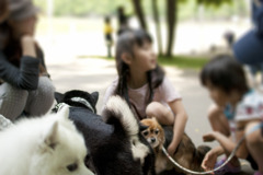 黒柴こまめ　日曜日の朝