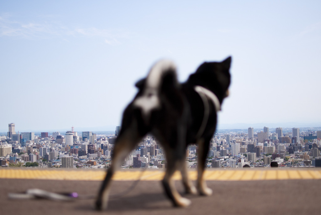 黒柴こまめ　旭山記念公園で散歩
