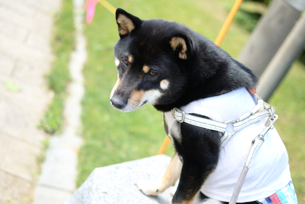 黒柴こまめ　こま犬風に
