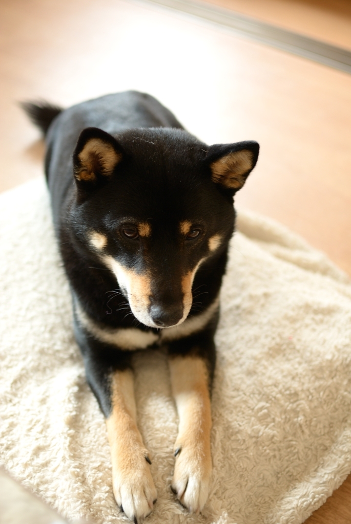 黒柴こまめ　お気に入りの座布団と