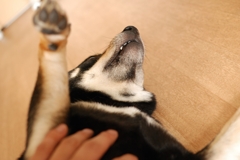 黒柴こまめ　おなかを見せてうっとり顔