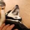 黒柴こまめ　おなかを見せてうっとり顔