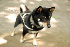 黒柴こまめ　初夏の木漏れ日の中で