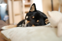 黒柴こまめ　眠る直前