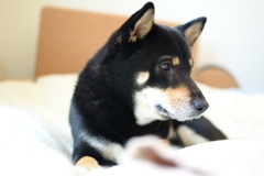 黒柴こまめの朝