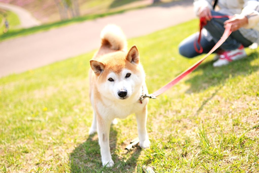 近所のたろうちゃん