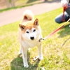 近所のたろうちゃん