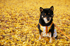 黒柴こまめ in 北海道大学