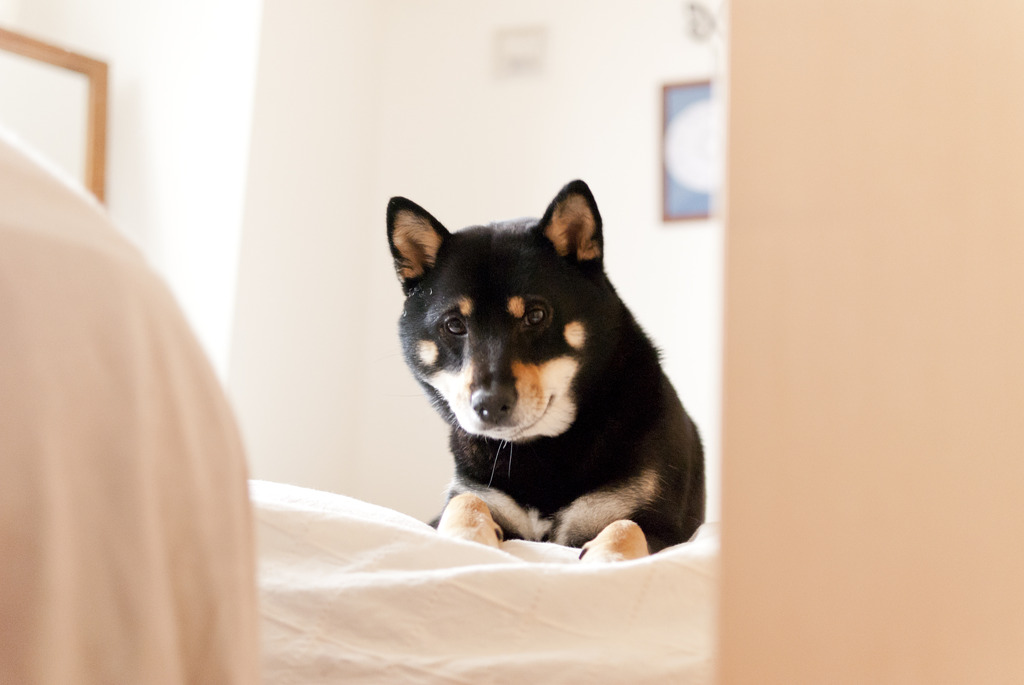 黒柴こまめ　昼下がり