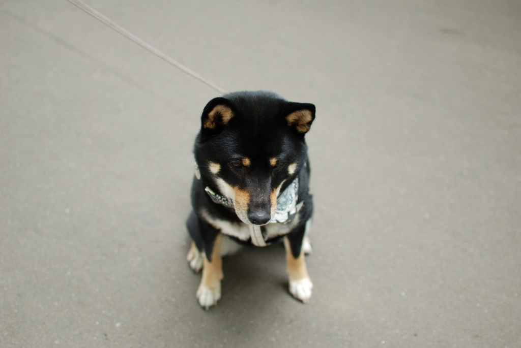 黒柴こまめ　おっちゃんこ