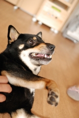 黒柴こまめ　おなかなでられるの好き