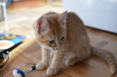 猫