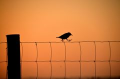 日の出に照らされる鳥
