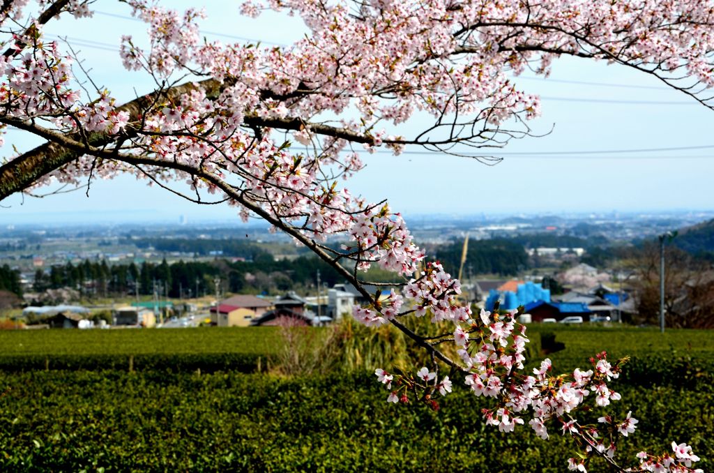 桃林寺