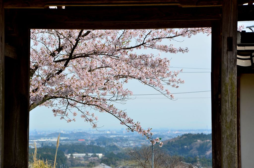 桜