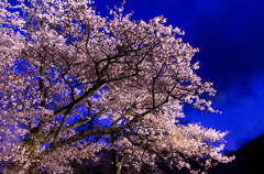三多気の夜桜