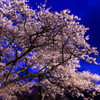 三多気の夜桜