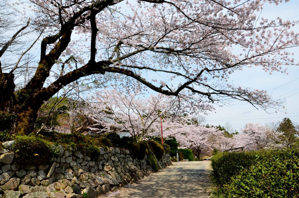 桜道