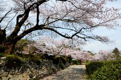 桜道