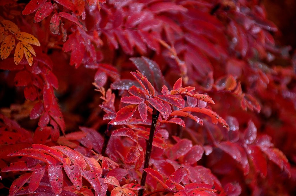 赤い葉っぱ By Shikaotoko Id 写真共有サイト Photohito