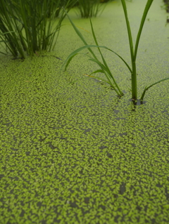 水面も緑