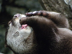 カワウソ